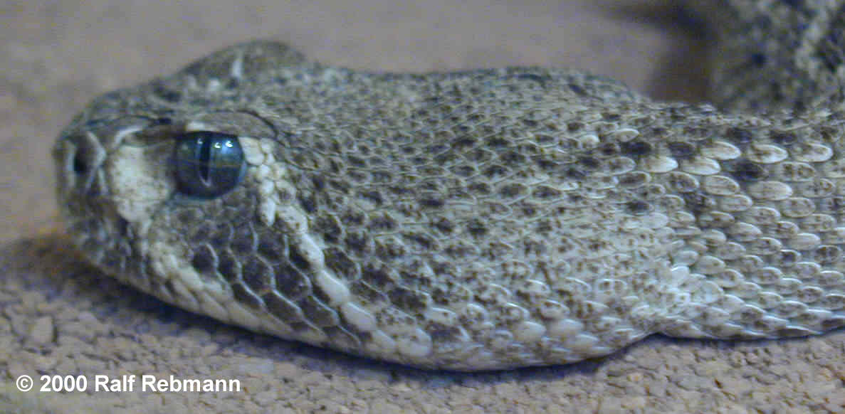 Crotalus atrox Bild04